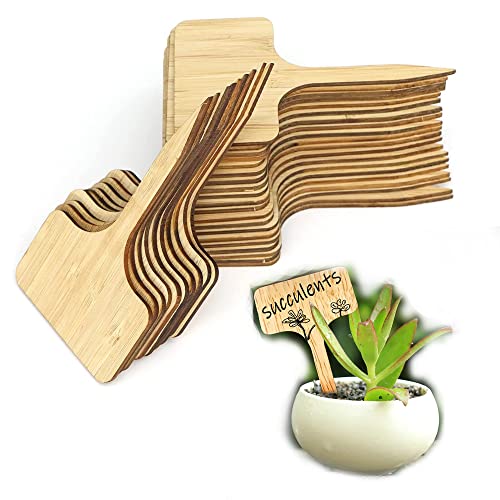 Zierpflanze Blume Die 15 besten Produkte im Vergleich