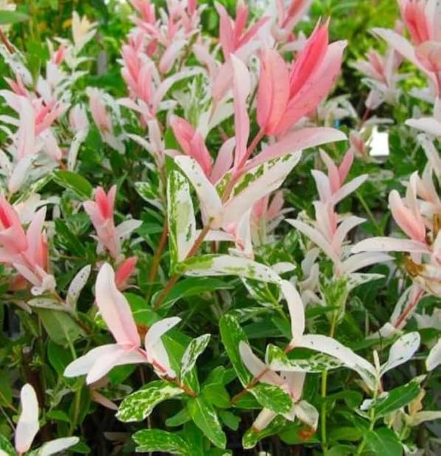 花草 adidas ZX 8000 “Hanami” Pack Celebrates Japan and Germany's