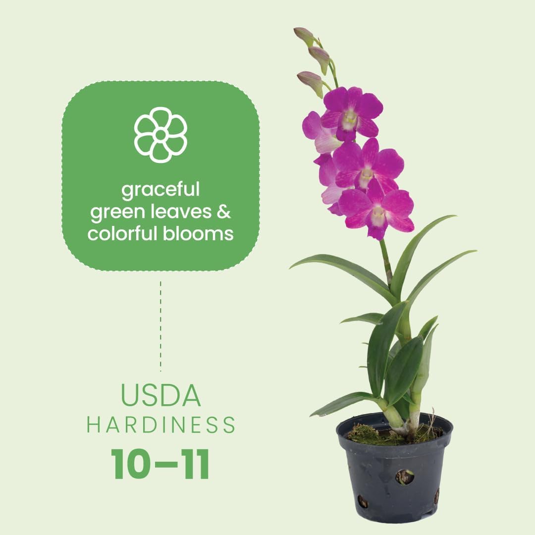 Amazon.com : American Plant Exchange Dendrobium Orchid
