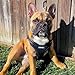 Best Pet Supplies Voyager Adjustable Step-in Flex Breathable Mesh Dog Harness for Small Medium Large Dogs (Black), S