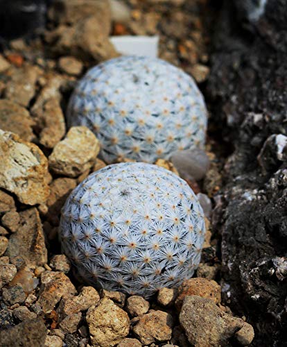 Portal Cool Mammillaria herrerae V. Albiflora 5 Semi Cactus Seed Grain Buns  Pranzo : Amazon.com.au: Everything Else