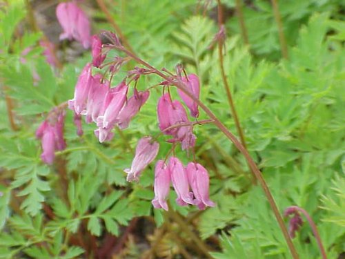 10 Fringed / Fern Leaf Bleeding Heart Dicentra Eximia Fernleaf Pink Flower Seedscomb S/H #TOP2