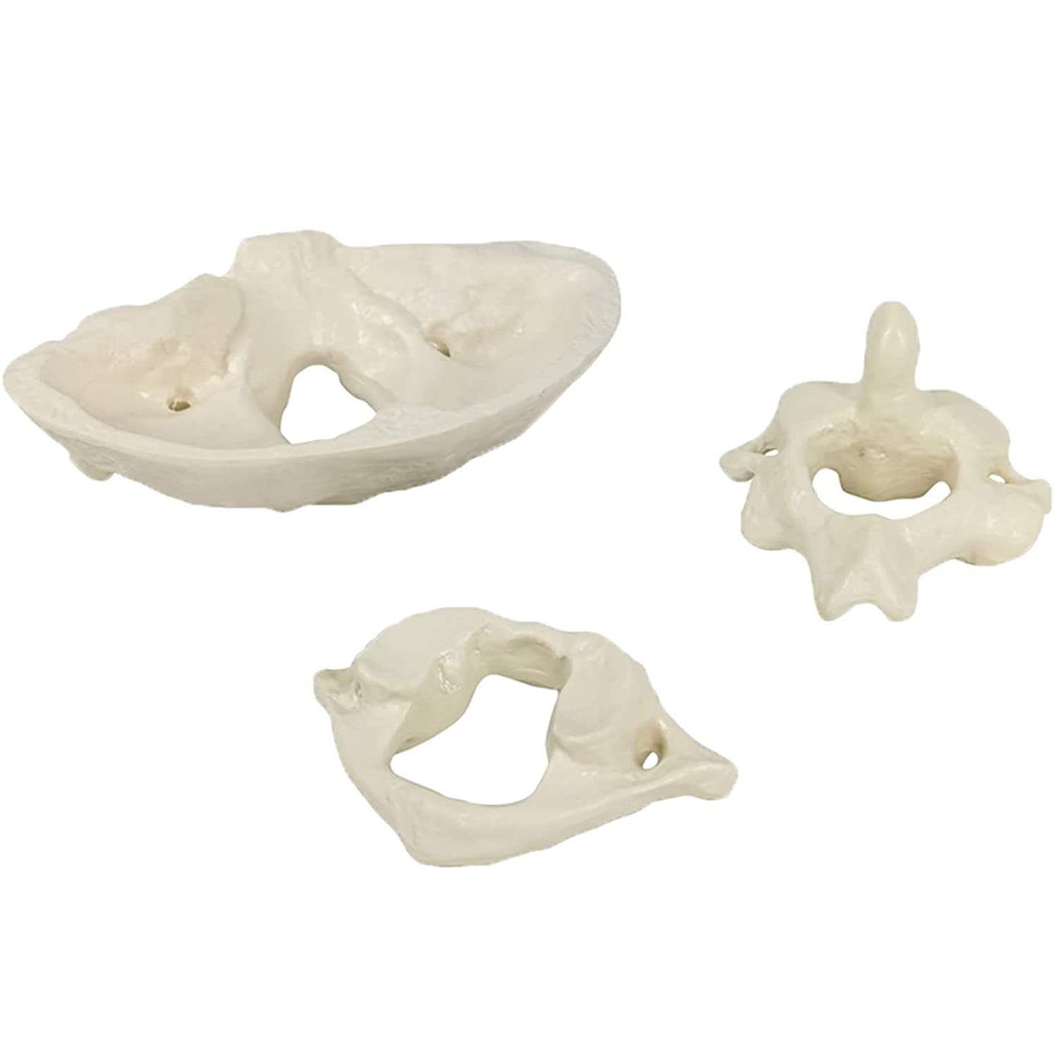Modèle de colonie cervicale Humaine Modèle occipu, Modèle osseux Occipital Matériel de PVC pour l'enseignement médical Aide à l'aide Modèle éducatif
