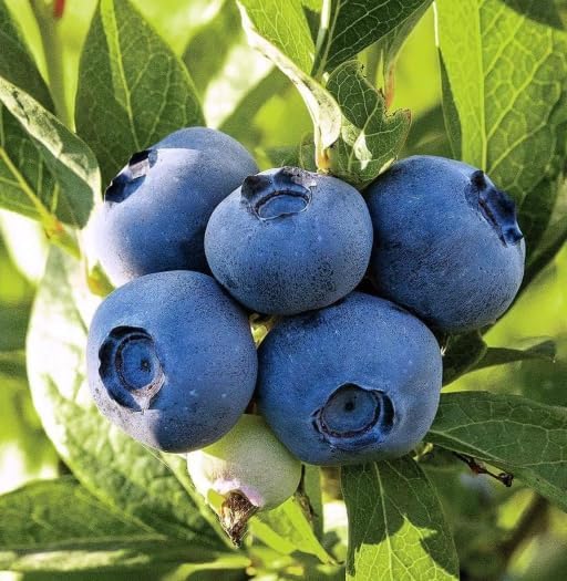 Live Rare Imported Live Blueberry Fruit Plant without Pot – Sweet & Juicy Blueberry Bush for Home Garden, Balcony, and Terrace Garden Plant