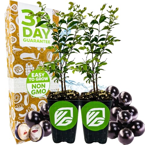 Jaboticaba Tree Live Plant (Jabuticaba) - Myrciaria cauliflora by Wellspring Gardens - Brazilian Grape for Planting - Fresh Fruit Gardening (Jaboticaba Tree (2-Pack))