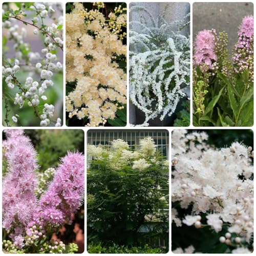 semillas de sorbaria sorbifolia - jardín perennes resistentes para el jardín, exóticas resistentes orgánicas, 200pcs
