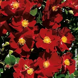 Pflanzen-Kölle Alcantara Bodendeckerrose im 6 L Topf