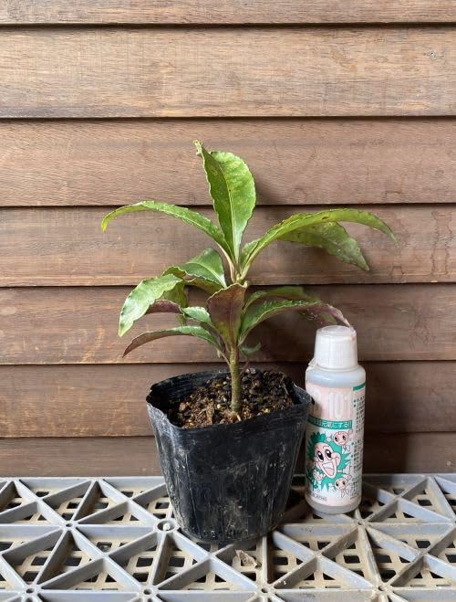 Amazon.co.jp: ノーブランド品 万両（マンリョウ） ピンク実 9センチ