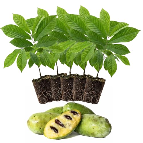 1 Paw Paw Tree Live Plant, Pawpaw Seedling Plants, 1 Year Old 6-15" Well Rooted, Common Pawpaw Asimina Triloba, No Leaf in Winter