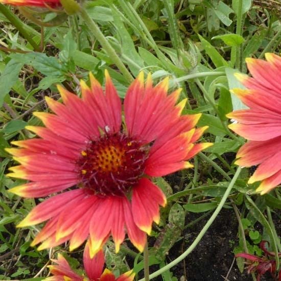 6x Gaillarde vivace 'Tokayer' - Gaillardia ‘Tokayer’ - Godet 9x9cm