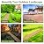 JASEON 8FT Straight Garden Pathway Walkway, Outdoor Roll Out Non-Slip Weather Resistant Wooden Walkway with Wire Rope Connection for Backyard, Beach, Wedding Party Pathways (8 FT)