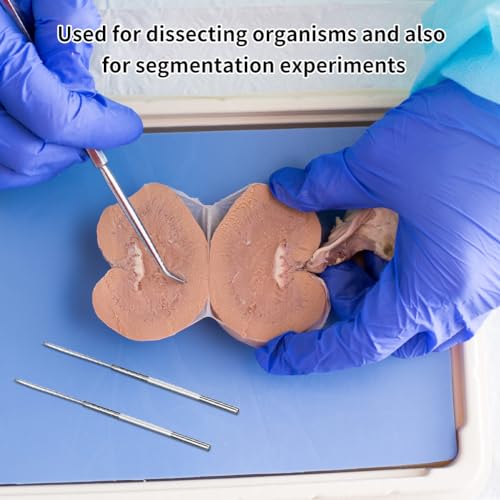 Dissektion Nadeln, Edelstahl Dissektion Nadel, Experimentier Nadel Set aus Edelstahl Dissektionsnadel, Insektendissektionsnadel-Präparationswerkzeug, für Insekten Experimente Präpariernadel, 5PCS