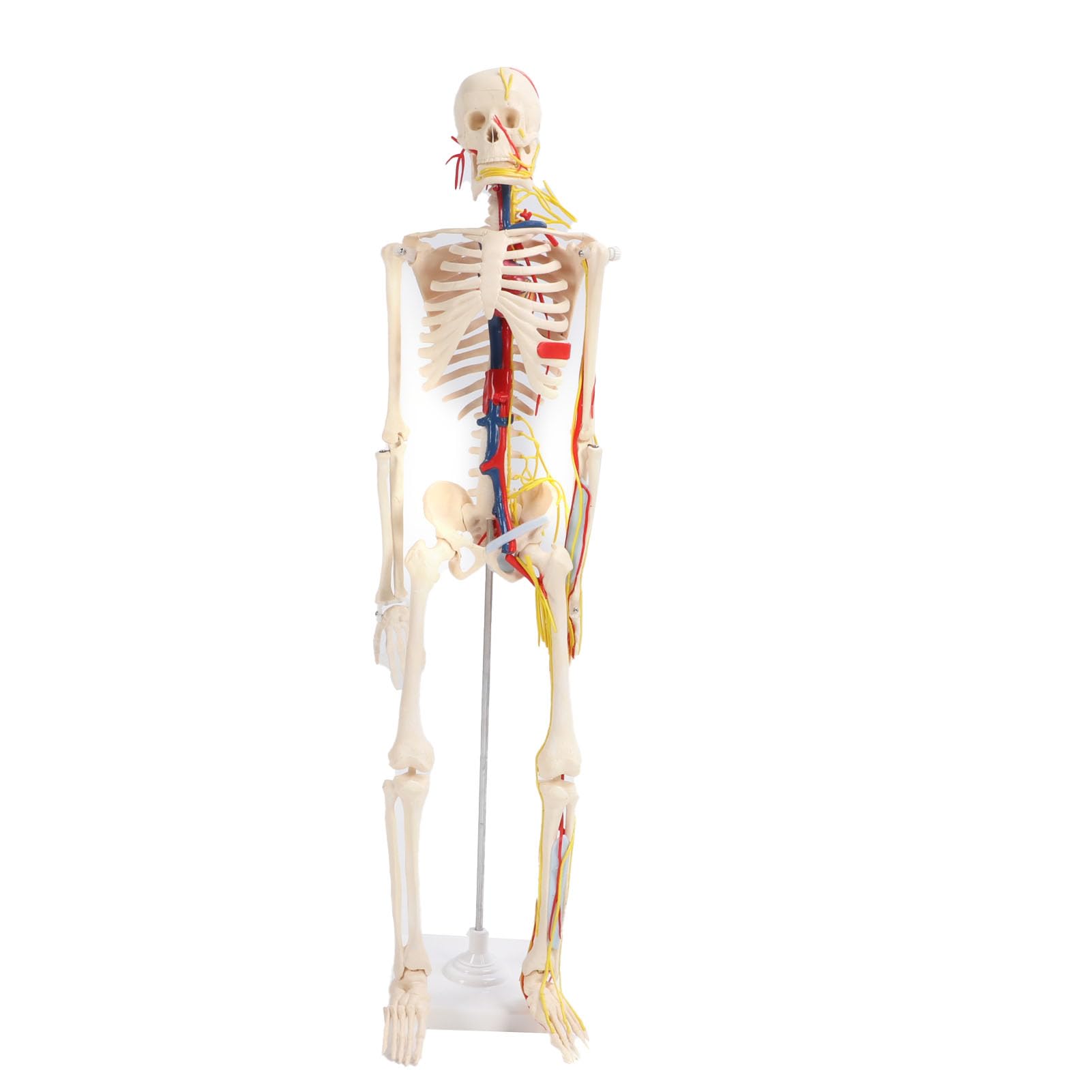 para Estudio anatómico y Manualidades - Modelo de Esqueleto Humano de 85 cm - Modelo esquelético de PVC con Brazos y piernas Desmontables, mandíbula y Capucha extraíbles - Incluye