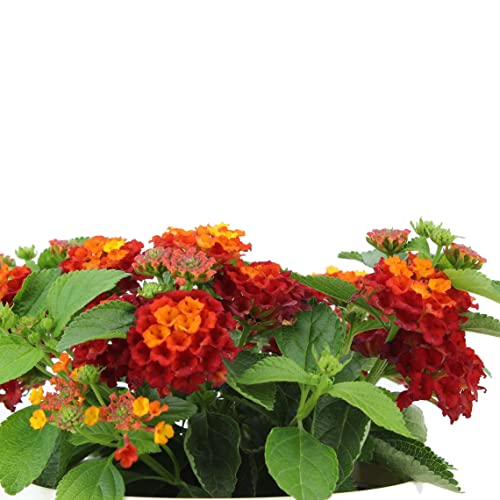Lantana Camara Natural La Planta de Flores Brillantes que Atraerá Todas las Miradas