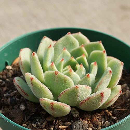 Amazon Co Jp デローサ 7 5cmポット エケベリア Echeveria Derosa 福岡県産 多肉植物 多肉 観葉植物 インテリアグリーン 寄せ植えに 本 ホーム キッチン Amazon Co Jp デローサ 7 5cmポット エケベリア Echeveria Derosa 福岡県産 多肉植物 多肉 観葉植物 インテリアグリーン 寄せ植えに 本 ホーム キッチン