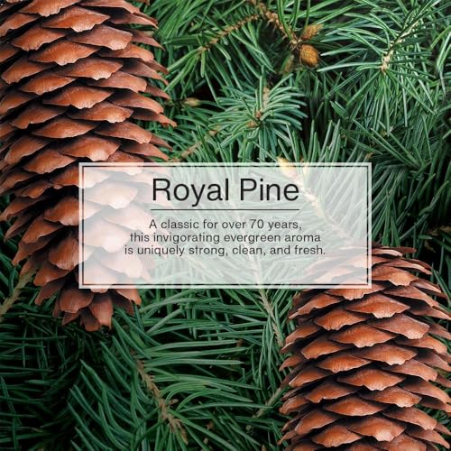 Image of LITTLE TREES Car Air Freshener | Hanging Paper Tree for Home or Car | Royal Pine | 3 Pack