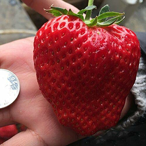 10 Seeds of Giant Strawberry - FRAGARIA ANANASSA
