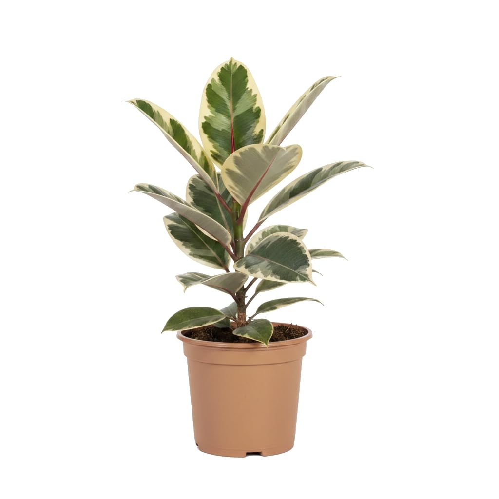 DECOALIVE Ficus Elastica Tineke Ficus Tineke Maceta 17 cm Altura 55 cm Planta De Interior Natural Variegada Para Salón Y Oficina