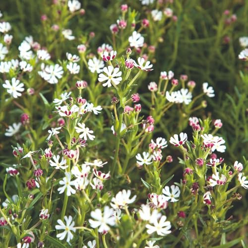 Night-Scented Phlox Seeds Evening Fragrant Bedding Plant Summer Blooms Cottage Garden Favourite Easy to Grow Borders Containers Highly Perfumed 1x Seed Packet by Thompson and Morgan