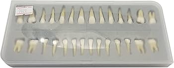 歯科　サンプル模型　6個セット(ゴールドCr,In,On,等) 歯科 サンプル模型 6個セット(ゴールドCr,In,On,等) 歯科 サンプル模型 6個