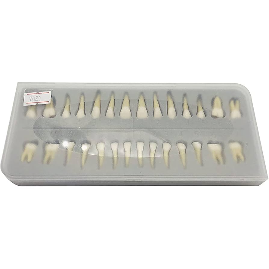 歯科 サンプル模型 6個セット(ゴールドCr,In,On,等) Amazon.co