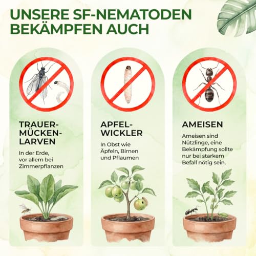 GREEN GUARDIA SF-Nematoden gegen Trauermücken – 6 Mio. (60 Pflanzen/12m²) – Ansicht 3