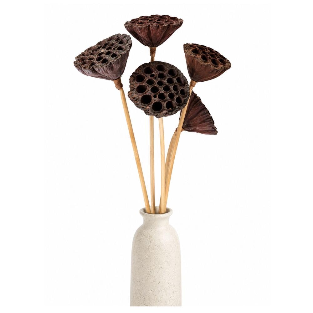 Aqua VRIKSHA Natural Dried Lotus Pod with Stem for Home Décor, Floral Arrangements, DIY Crafts, Wedding Decoration & Vase Display | Rustic Botanical Accent | Pack of 5-image-24