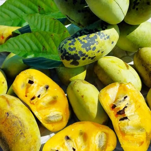 TomorrowSeeds - Paw Paw Tree Seeds - 15+ Count - for 2026 Planting Asimina Triloba North American Custard Apple Banana Papaw Banango Mango USA Native Fruit Trees Perennial Grow Your Own Home Farm