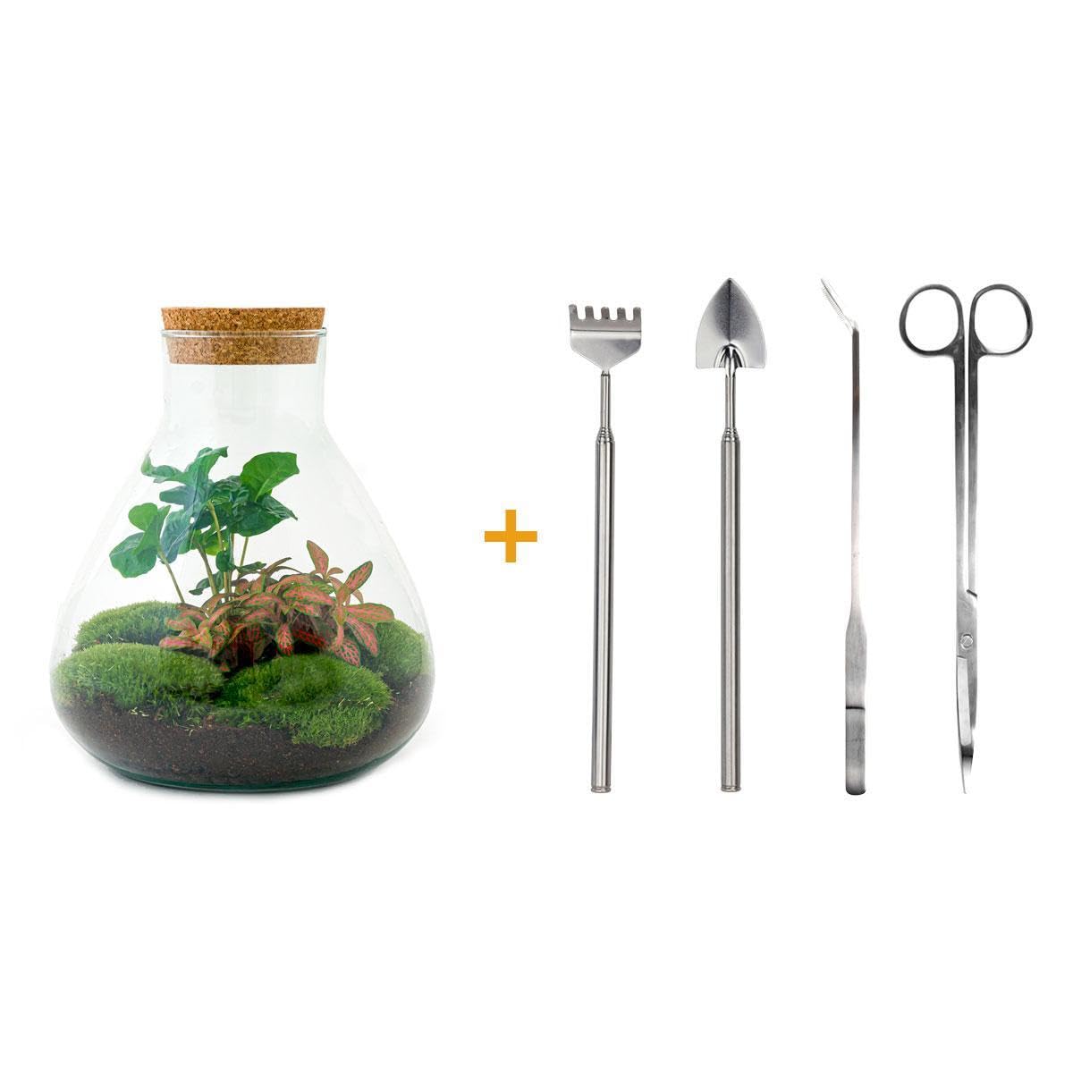Ogród butelkowy Sammie — terrarium roślinne DIY — 27 cm — z rośliną kawową — w zestawie grabie. łopata, pęseta i nożyczki
