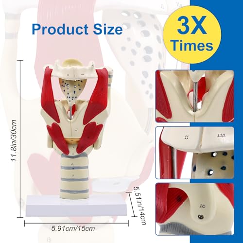 Image of JNMFTD 3X Larynx Function Anatomy Model, Enlarged Human Pharynx Model Throat Muscle Cartilage Glottis Laryngeal Prominence Movable with Labeled Number Product Manual Card for Medical Education Study