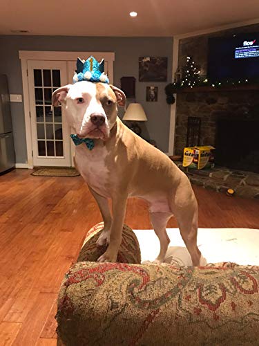 Pet Show Blue Crown Dog Birthday Party Hat For Boys Male Pets Birthday Party Cat Headband Hats With Figures 0-9 Charms With Glue Dots Party Accessories Pack Of 1 #TOP7