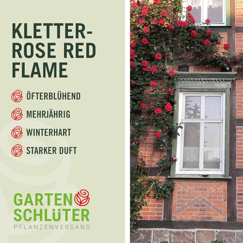 Kletterrose Red Flame in Rot - Kletter-Rose winterhart, stark duftend - Pflanze für Rankhilfe im 5 Liter Container von Garten Schlüter - Pflanzen in Top Qualität