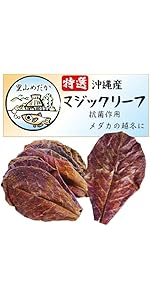 Amazon.co.jp: 里山めだか マジックリーフ モモタマナ 国産 水質改善