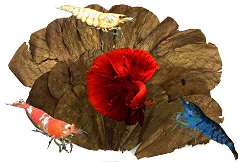Image of Awesome Aquatic Betta Shrimp Leaves 50 4 inch-6 inch Premium Catappa Indian Almond Leaves Aquarium Fish Shrimp Betta Tanks Blackwater Habitat Health Color Natural Habitat Tannin Improves Immunity