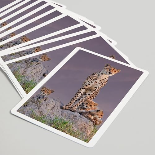 Lantern Press Cheetah and Babies naipes póker 52 cartas miniatura 5
