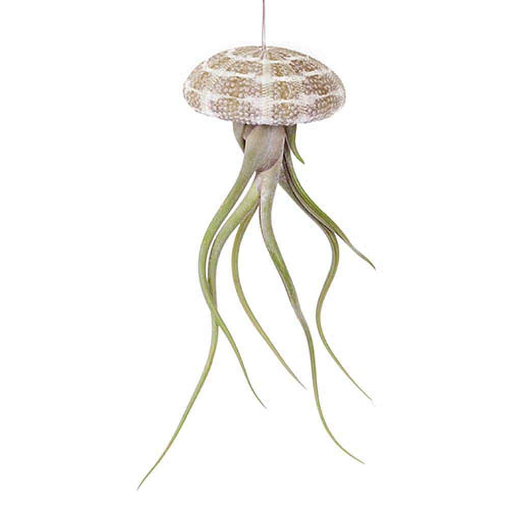 Biotope Aquatics Ltd Hanging Air Plant Jellyfish - Sea Urchin Shell with Tillandsia Air Plant House Office Bathroom Gift (3 Hanging Jellyfish)