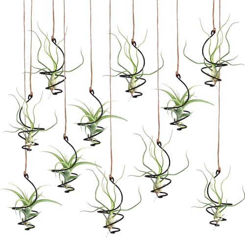 SnowTing 12 PCS Hanging Air Plant Holders with Jute Ropes, Metal Swirl Shaped Soilless Tillandsia Ferns Plant Aerial Hanger Decoration for Home Office