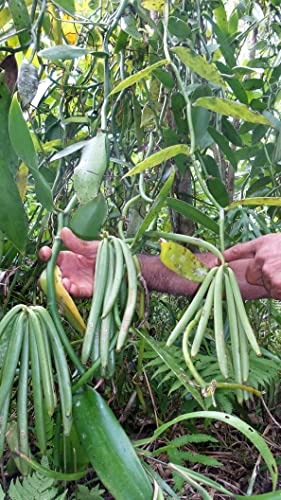 Royal Brand Gourmet Vanilleschoten 10 Stück (10-14 cm lang)