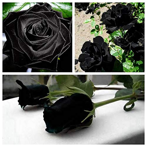 100Pcs Mysterious Rare Black Rose Flower Plant Seeds Beautiful Black