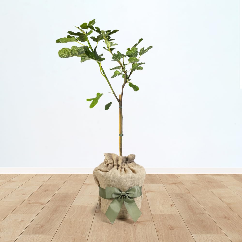YouGarden Fig 'Brown Turkey' Standard Tree, 70-100cm Tall in 3L Pot, Established and Gift Wrapped in Brown Hessian Bag with Green Fabric Bow, Ready to Plant or Gift