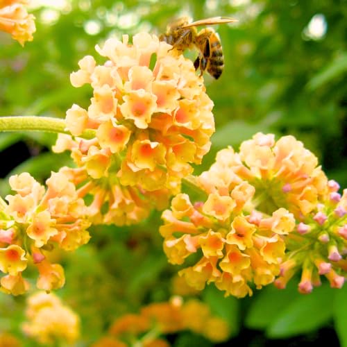 Butterfly Bush Shrubs, Yellow Butterfly Bush Live Plant Trees Shrub for Planting Garden Indoor Outdoor - Thumbnail 3