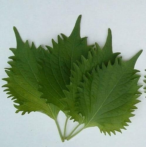 Miniatura 2 de 100 semillas verdes SHISO auténticas AO japonesas Perilla frutescens VAR Crispa