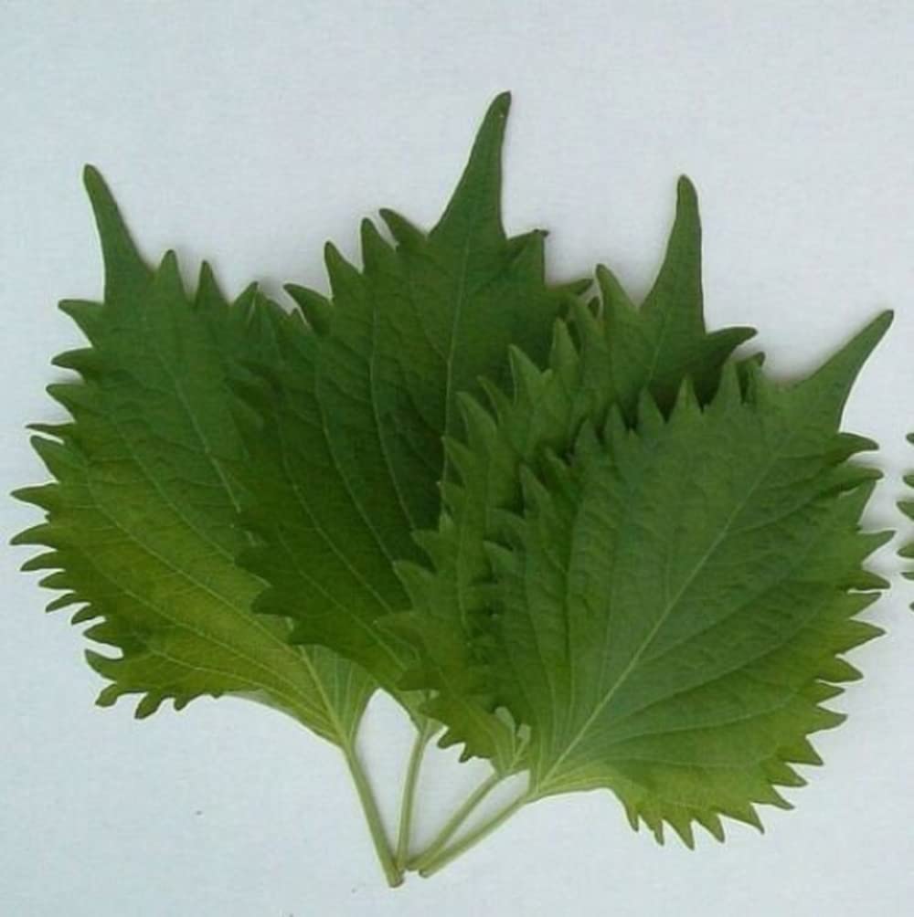 Amazon.com : The Gardening World 100 Green SHISO Seeds Authentic