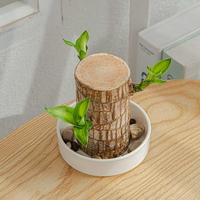 Image of Gradengems Lucky Brazilian Wood Live Plant Without Pot | 18-19 cm | Low Maintenance Indoor Plant for Home, Office & Living Room Decor