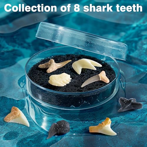 EGGBOX Shark Tooth Dig Kit Excavate 8 Shark Fossils Including Great White, Angel, Bullhead, Longnose, Sand Tiger Shark and so on. Great Science Gift for Marine Biology Enthusiasts of Any Age - image 6