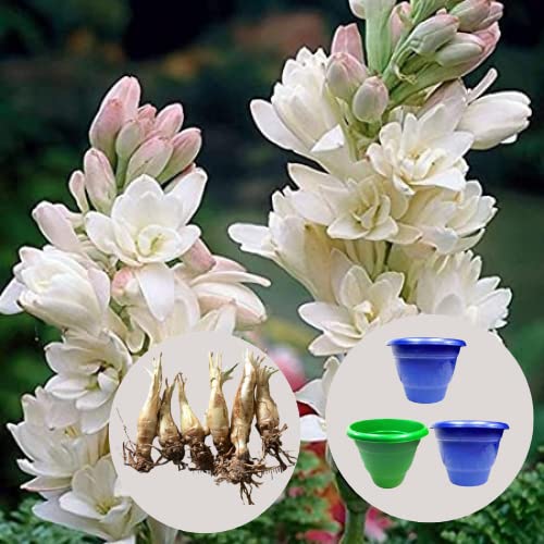 Rajnigandha Double Flowering Bulbs 75Pcs +3 Pcs Plant Containers