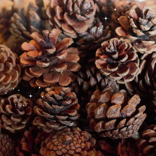 - 12 Large Size Artificial Wooden Pine Fruit Christmas Tree Hanging for Christmas Tree Decoration