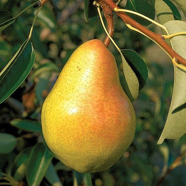 Pixies Gardens Bartlett Pear Tree 5 Gallon