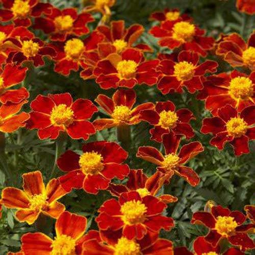 Outsidepride Disco Red French Marigold Seeds - 200 Pcs Annual, Compact, Heat & Drought Tolerant Flower Seeds for Planting w/Prolific Blooms, Ideal for Vibrant Pollinator Gardens
