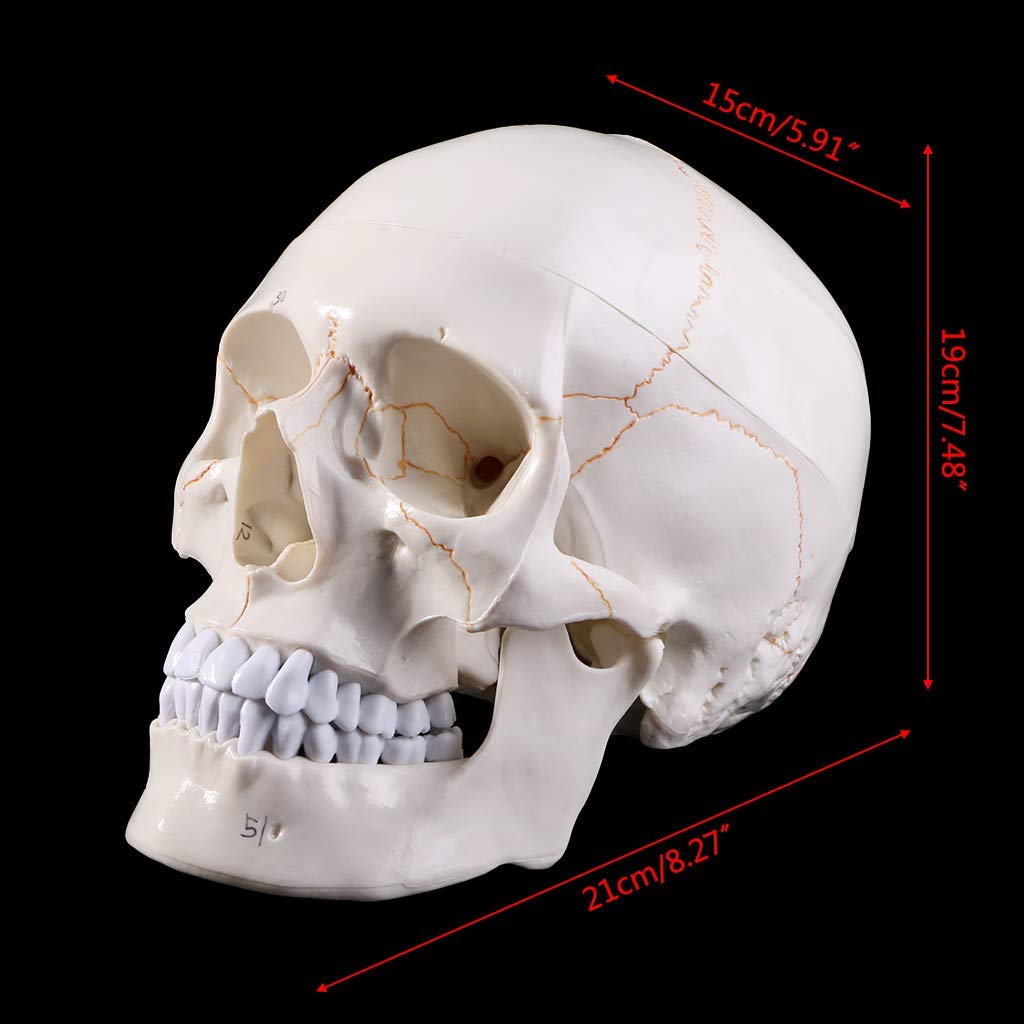 Naturalnej wielkości Model ludzkiej czaszki anatomia anatomiczna nauczanie medyczne głowa szkieletu studiowanie materiałów dydaktycznych